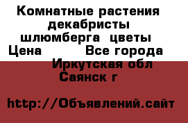 Комнатные растения, декабристы (шлюмберга) цветы › Цена ­ 300 - Все города  »    . Иркутская обл.,Саянск г.